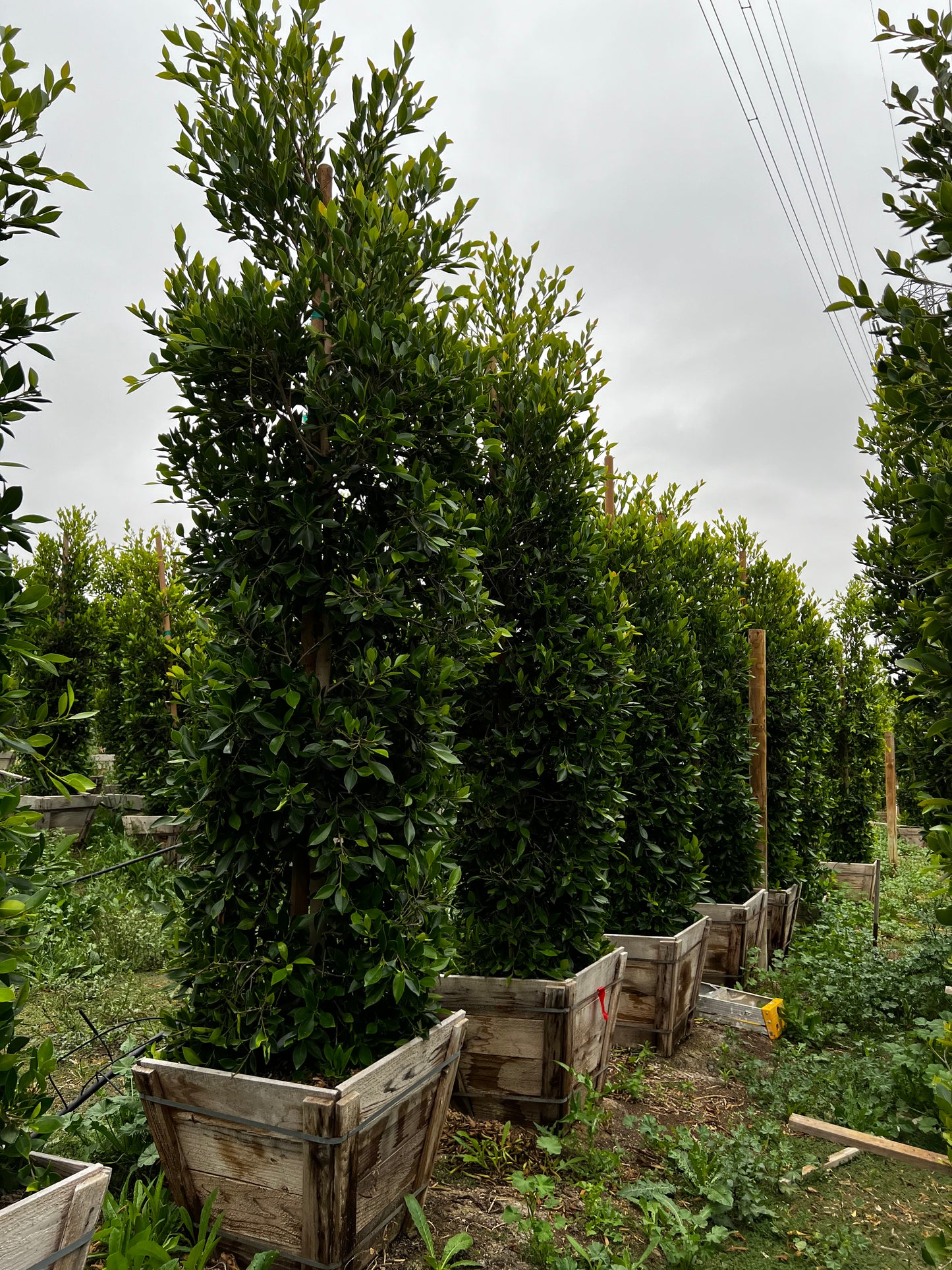 Ficus Nitida Indian Laurel