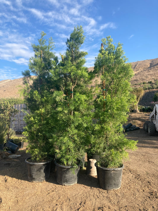 Podocarpus