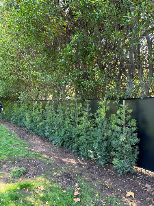Podocarpus