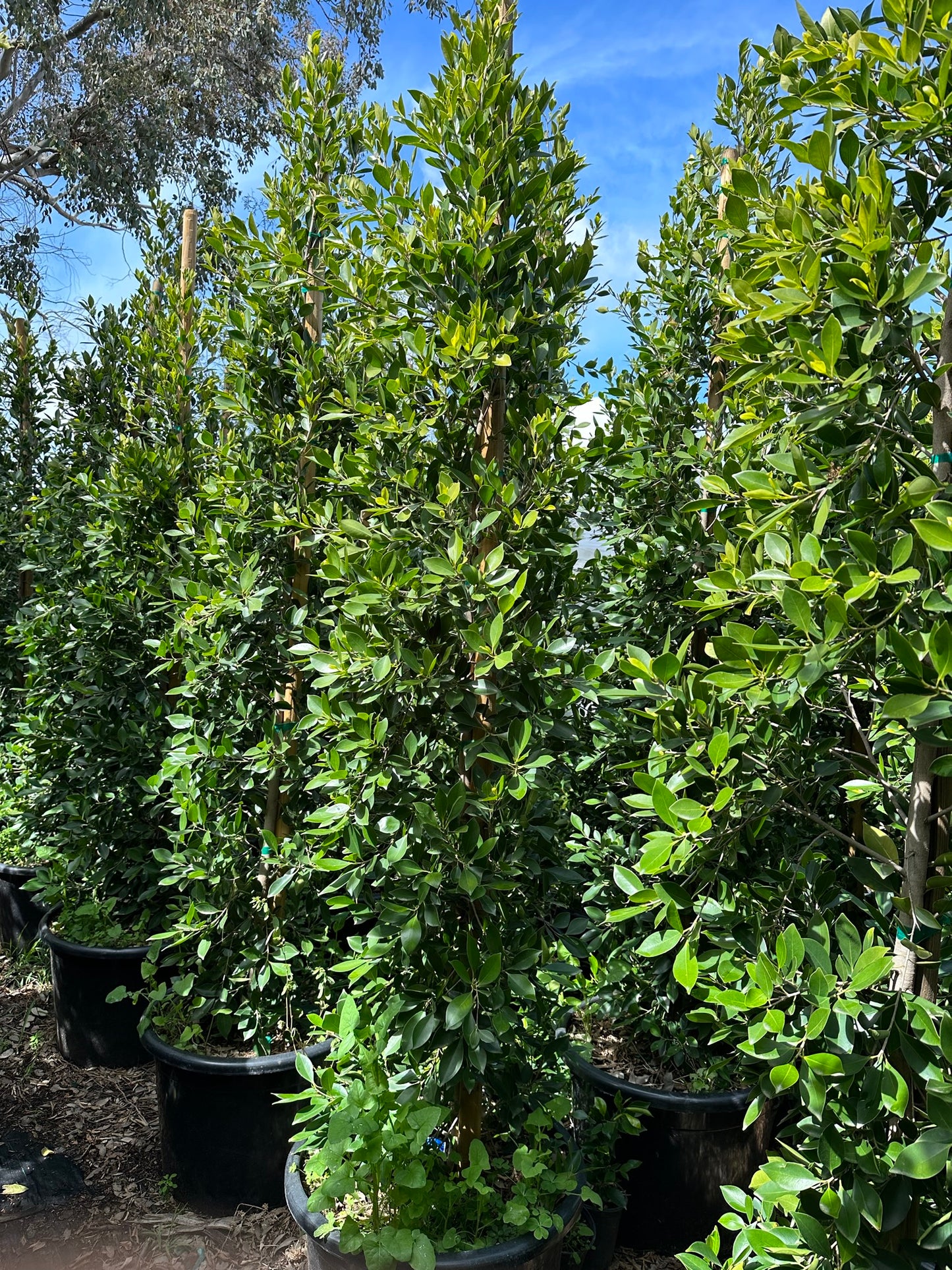 Ficus Nitida Indian Laurel